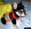 fanta dog