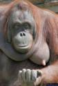 gorilla nipple